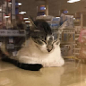 Meet your Posher, Zacchi